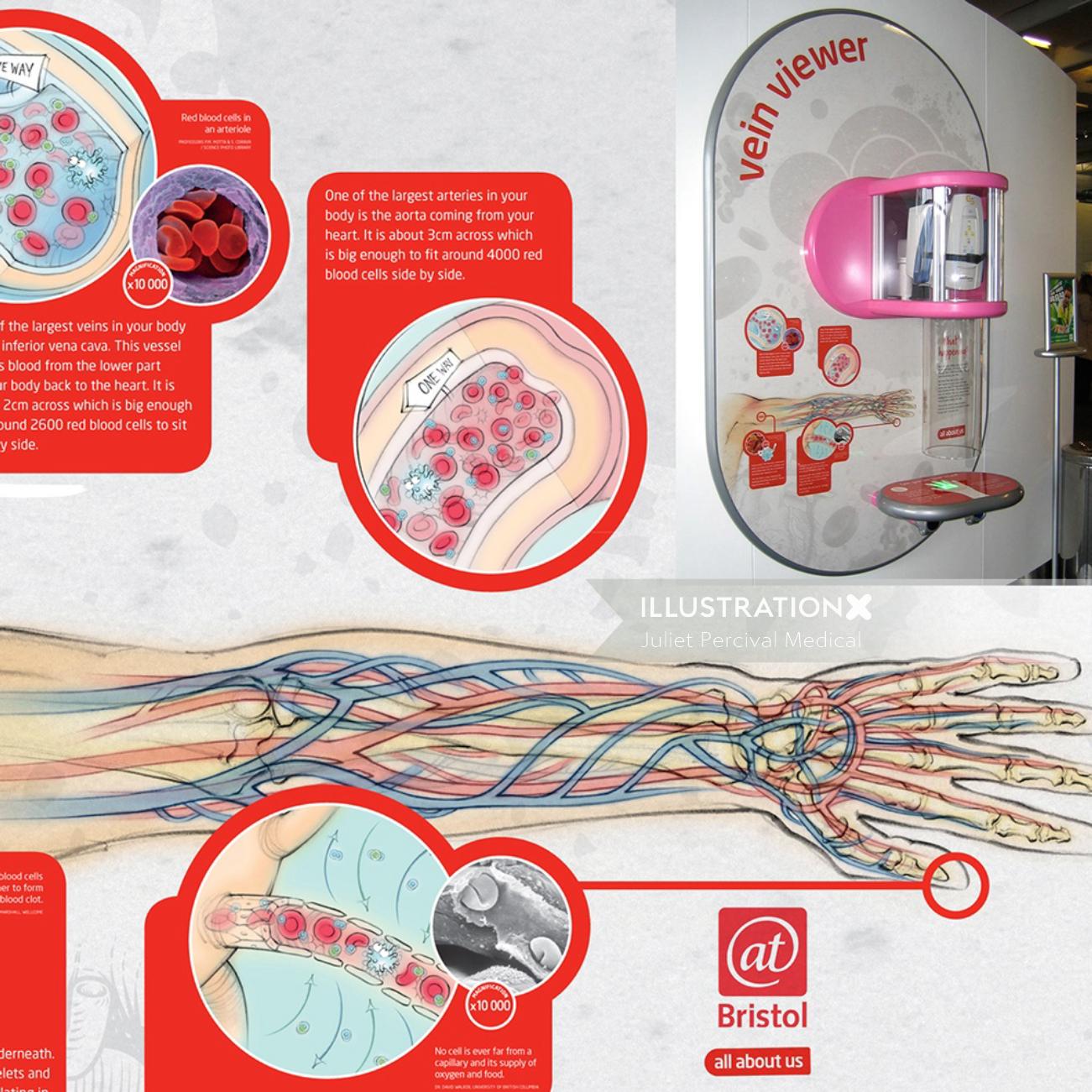 infographie, anatomie, veines, artères, circulation, capillaires, globules rouges