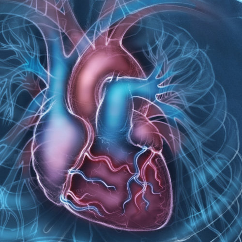 解剖，心脏，心血管，主动脉，腔静脉，心室，心房，冠状血管