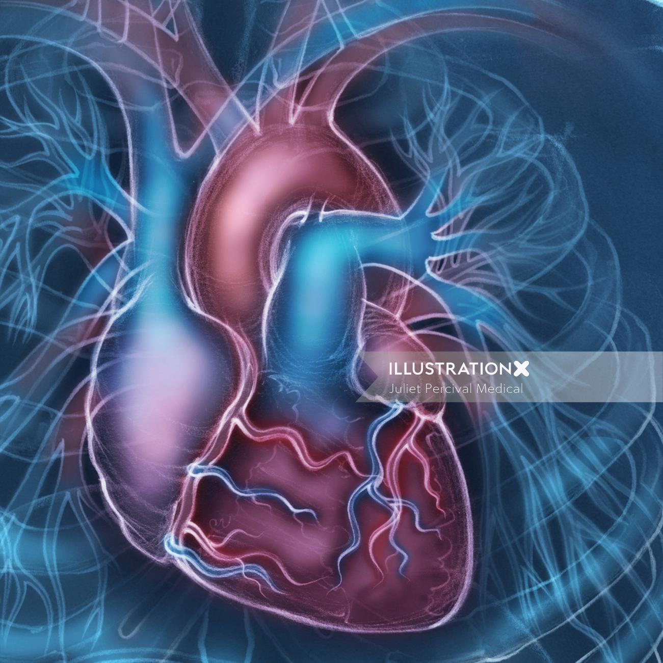 解剖学、心臓、心臓血管、大動脈、大静脈、心室、心房、冠状血管