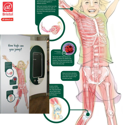 anatomy, medical, skeleton, muscles., girl, jumping, infographic