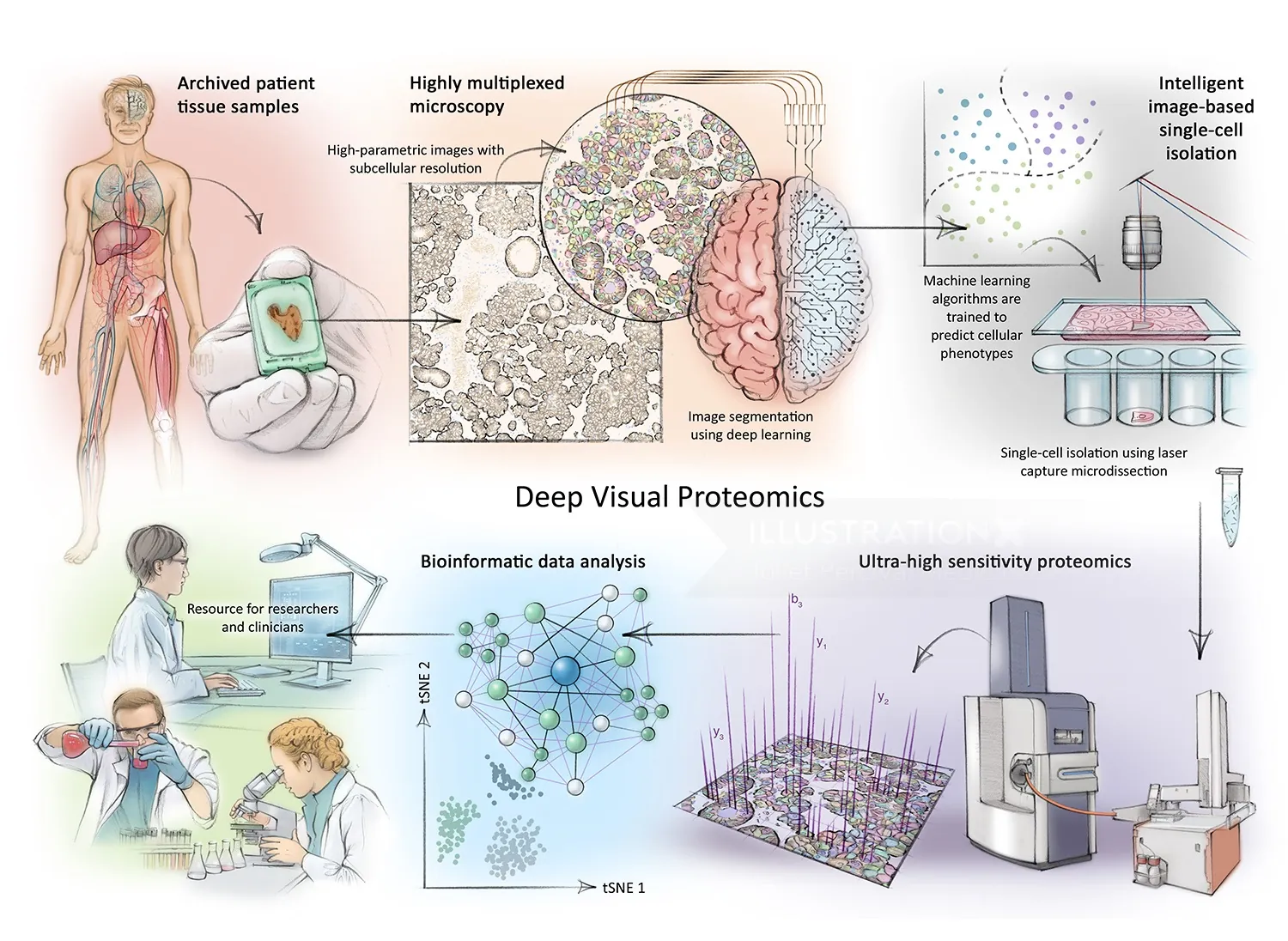 brain, histology, mass spectrometry, research, laboratory, microscopy, protein analysis