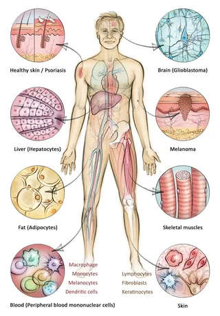 histology, cells, melanoma, skin, liver, anatomy, blood