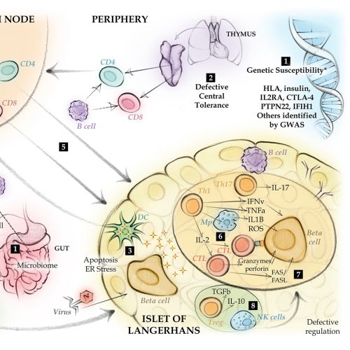 immunology, antibody, pancreatic lymph node, Islet of Langerhans,