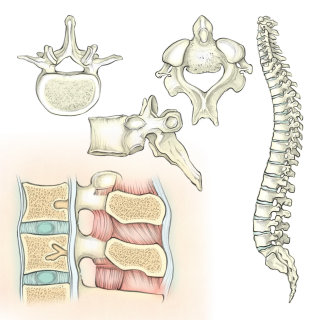 anatomía, esqueleto, columna vertebral, vértebras, disco intervertebral
