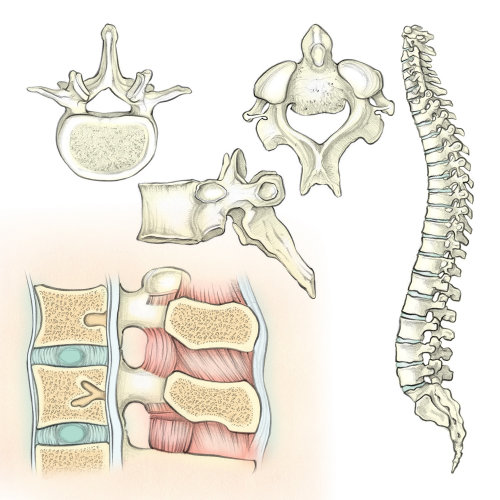 解剖学、骨骼、脊柱、椎骨、椎间盘