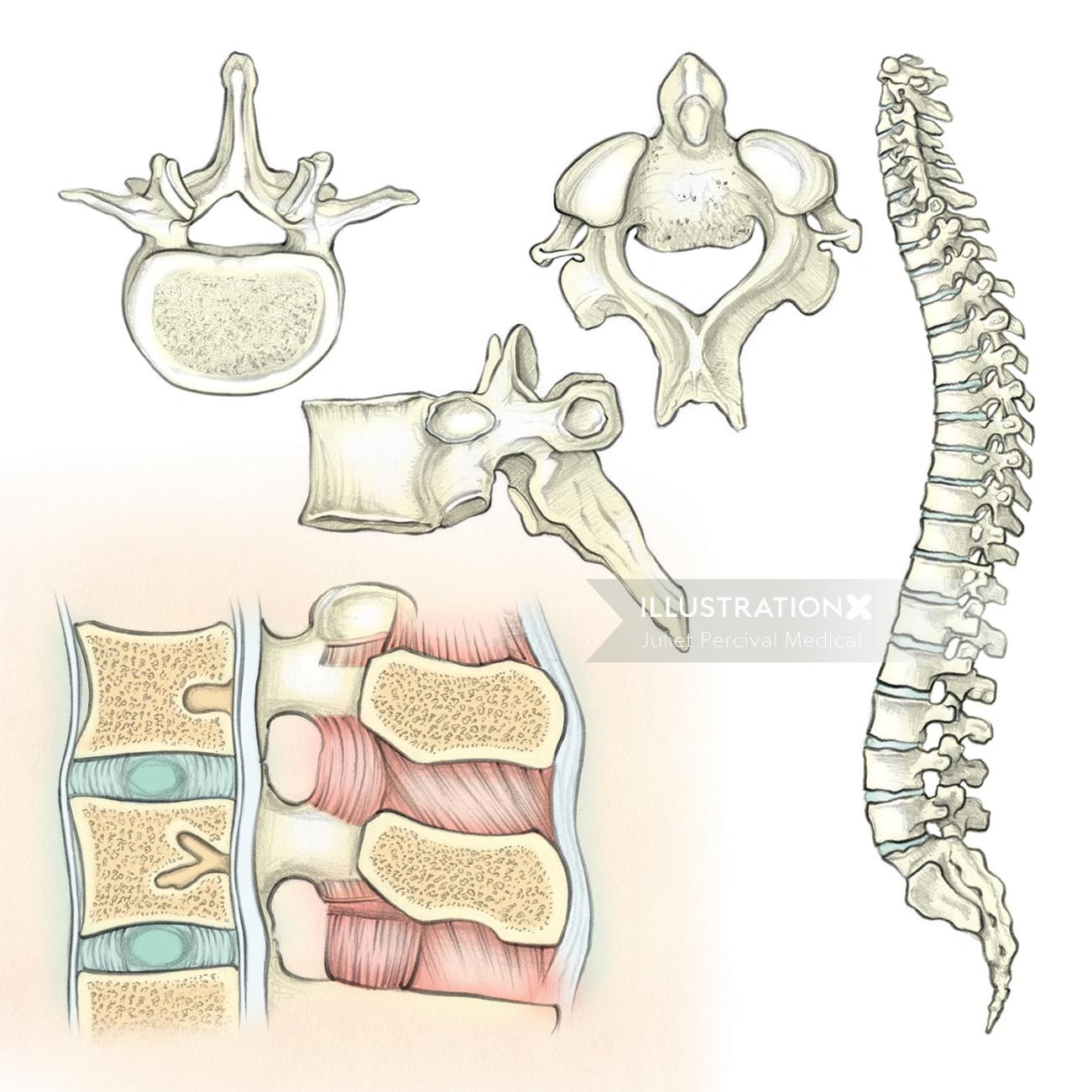 anatomie, squelette, colonne vertébrale, vertèbres, disque intervertébral