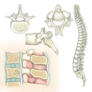 anatomy, skeleton, spine, vertebrae, intervertebral disc