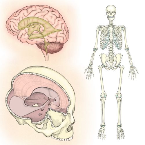 sanatomy, skeleton, skull, brain ventricles