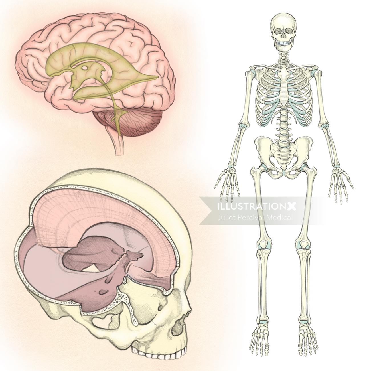 解剖学、骨格、頭蓋骨、脳室