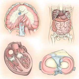 解剖学、横隔膜、消化器系、心臓、膝靭帯