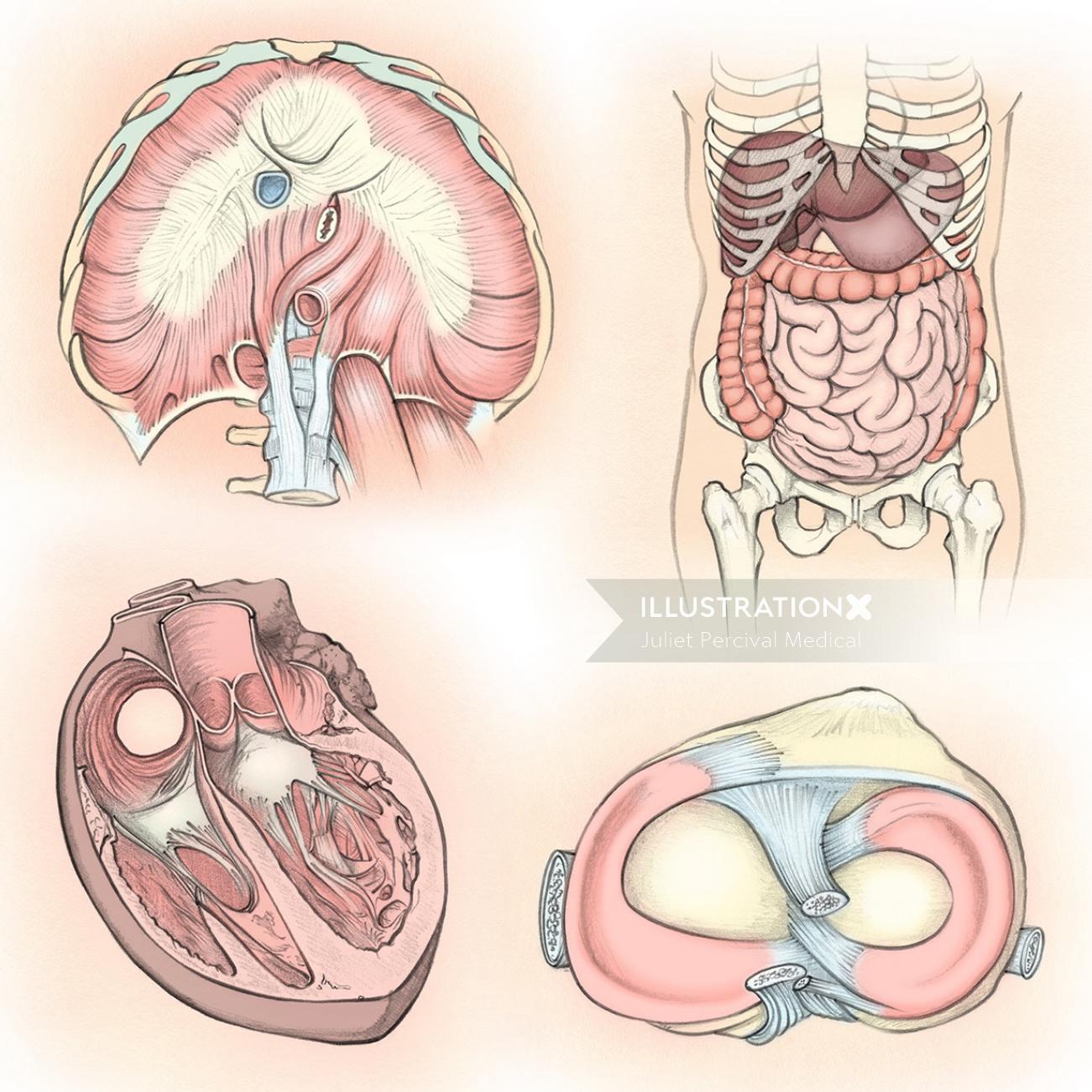 解剖学、横隔膜、消化器系、心臓、膝靭帯