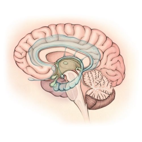 Juliet Percival Medical Line Illustrator from United Kingdom