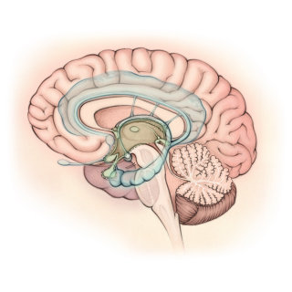 cervelet, cortex cérébral, système limbique, hypothalamus, anatomie