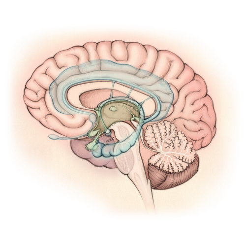 cervelet, cortex cérébral, système limbique, hypothalamus, anatomie