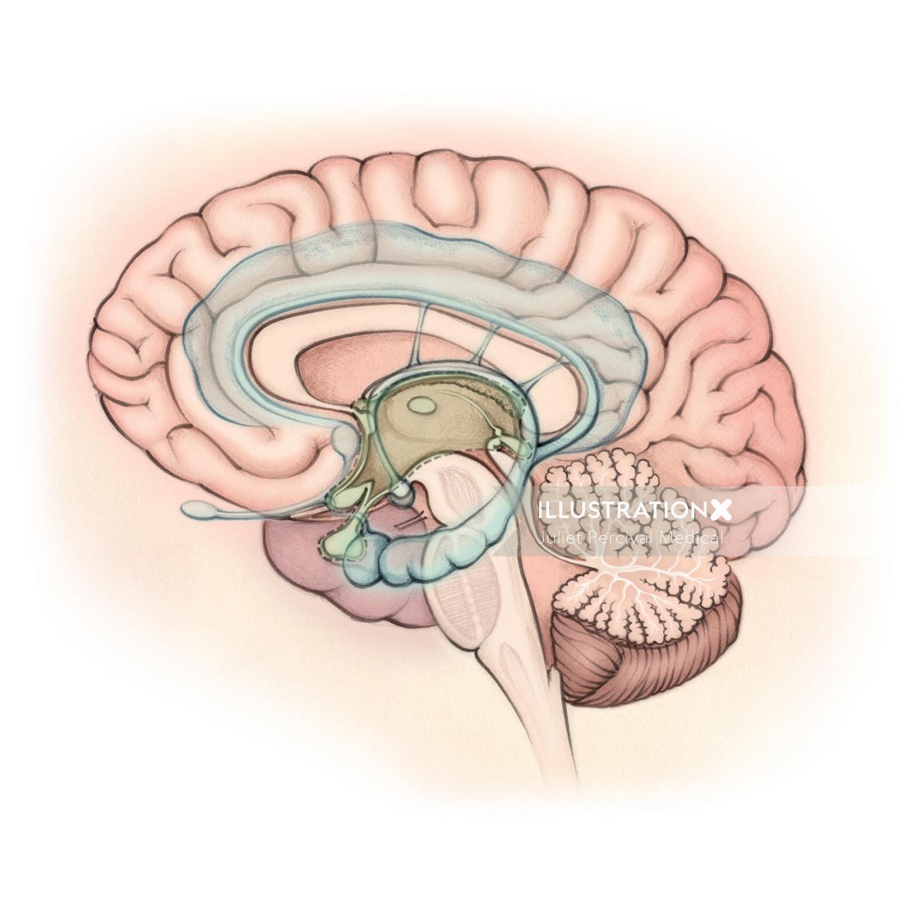 小脳、大脳皮質、大脳辺縁系、視床下部、解剖学