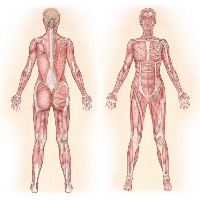anatomy, muscles, gluteus maximus, rectus femoris, pectoralis major, latissimus dorsi, rectus abdomi