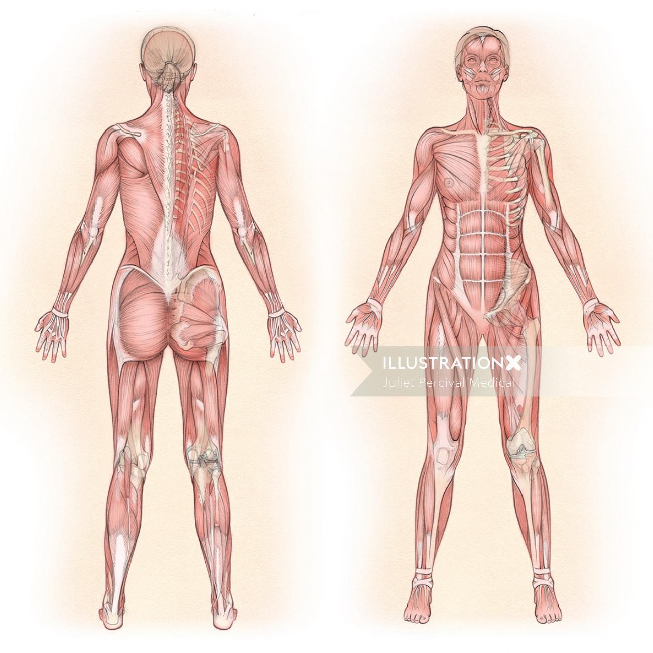 anatomie, muscles, grand fessier, droit fémoral, grand pectoral, grand dorsal, grand droit de l&#39;abdomen