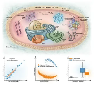 Dvp Rvp Process DVP (Deep Visual Proteomisc) 3 | Illustration by Juliet Percival Medical