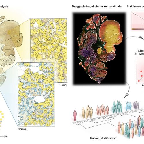 histology, cells, research, science, heat map, data analysis