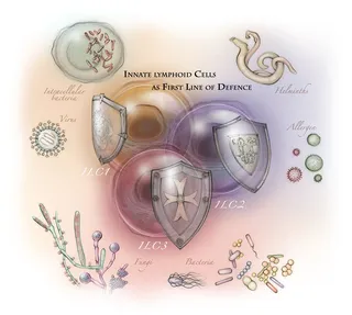 T cells, bacteria, helminths, fungi, allergens, viruses, histology