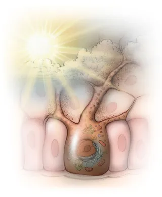 histology, cells, research, science, melanin, organelles, sunlight