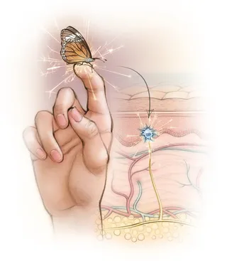 hand, butterfly, skin section, touch, anatomy, epidermis