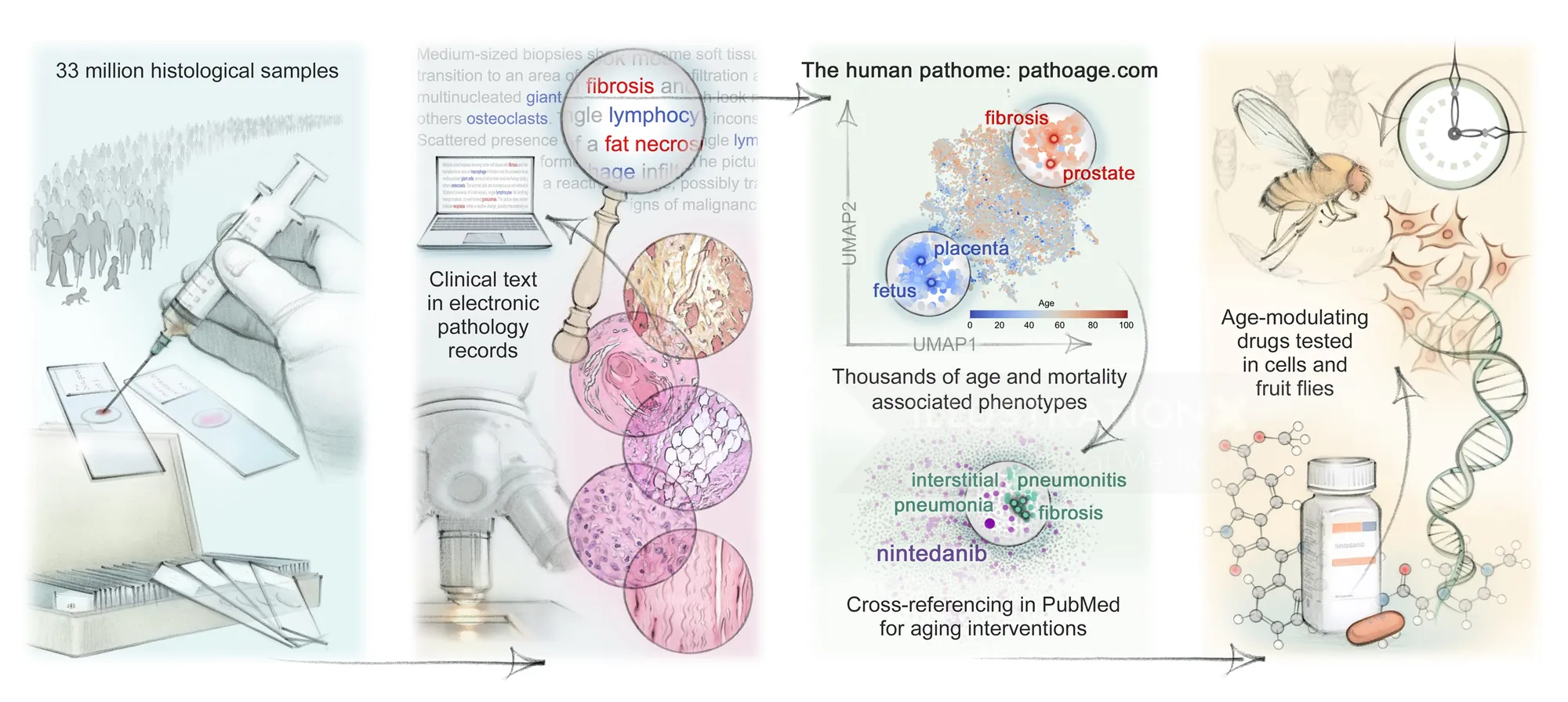 Scientific illustration of human aging process and intervention workflow