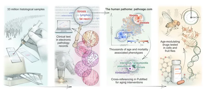 Scientific illustration of human aging process and intervention workflow