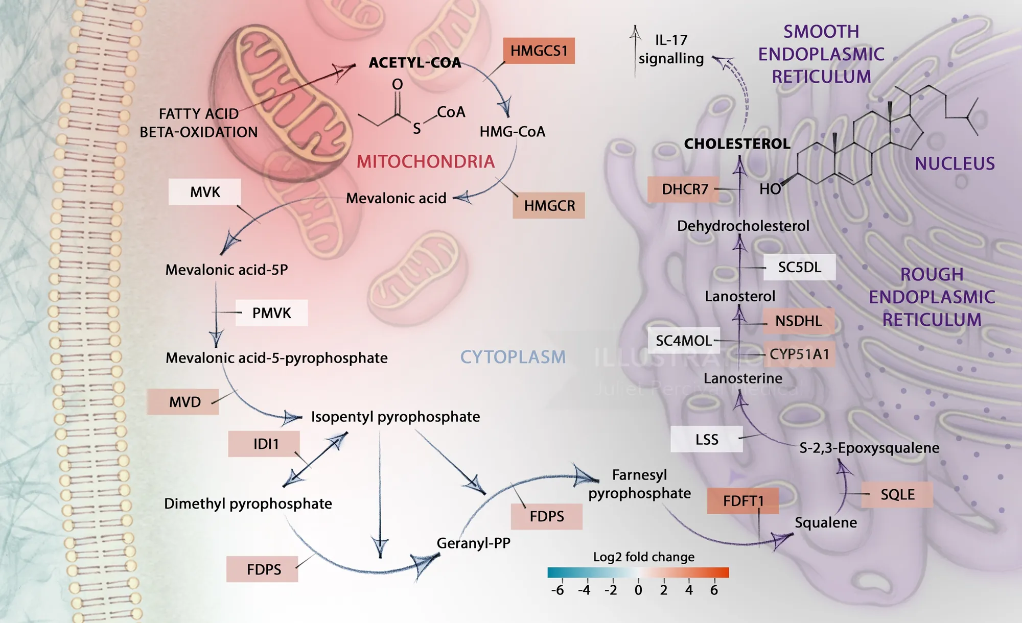 Diagram of the Mevalonate pathway showing cellular components and enzymes