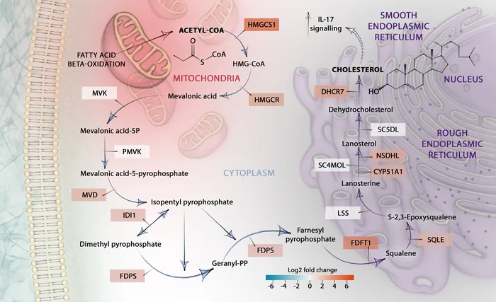 Diagram of the Mevalonate pathway showing cellular components and enzymes