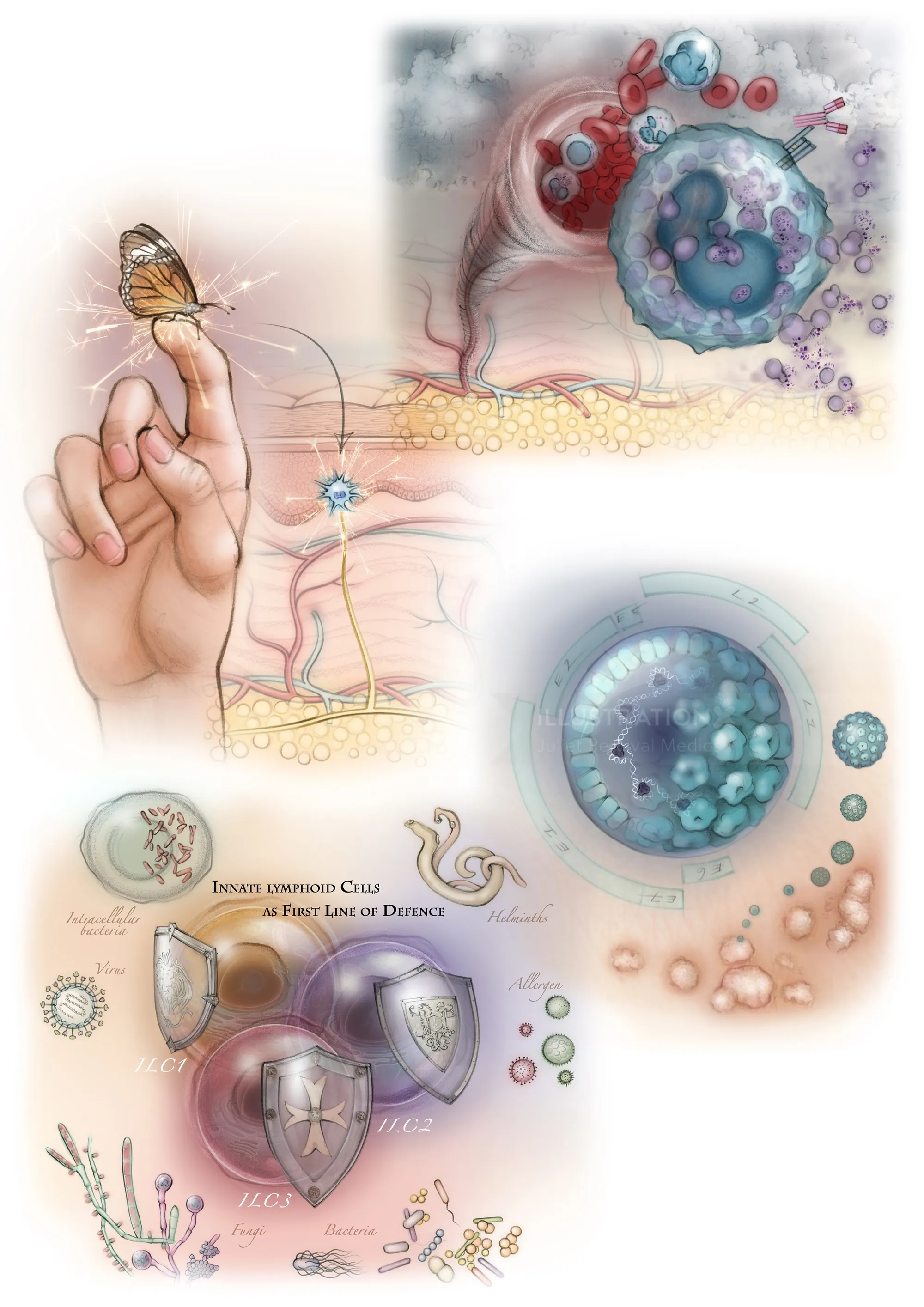 Illustration of human skin cells and immune response with hand and butterfly