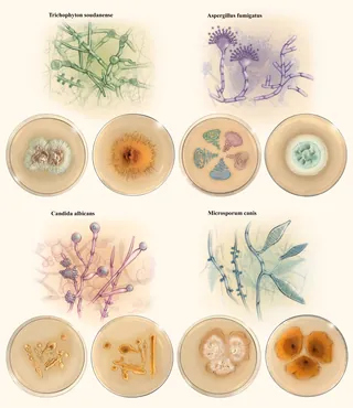 Illustrations and cultures of four fungi species in petri dishes