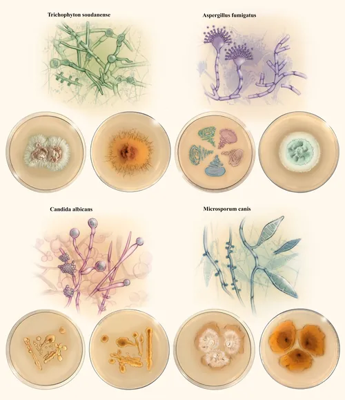 Illustrations and cultures of four fungi species in petri dishes