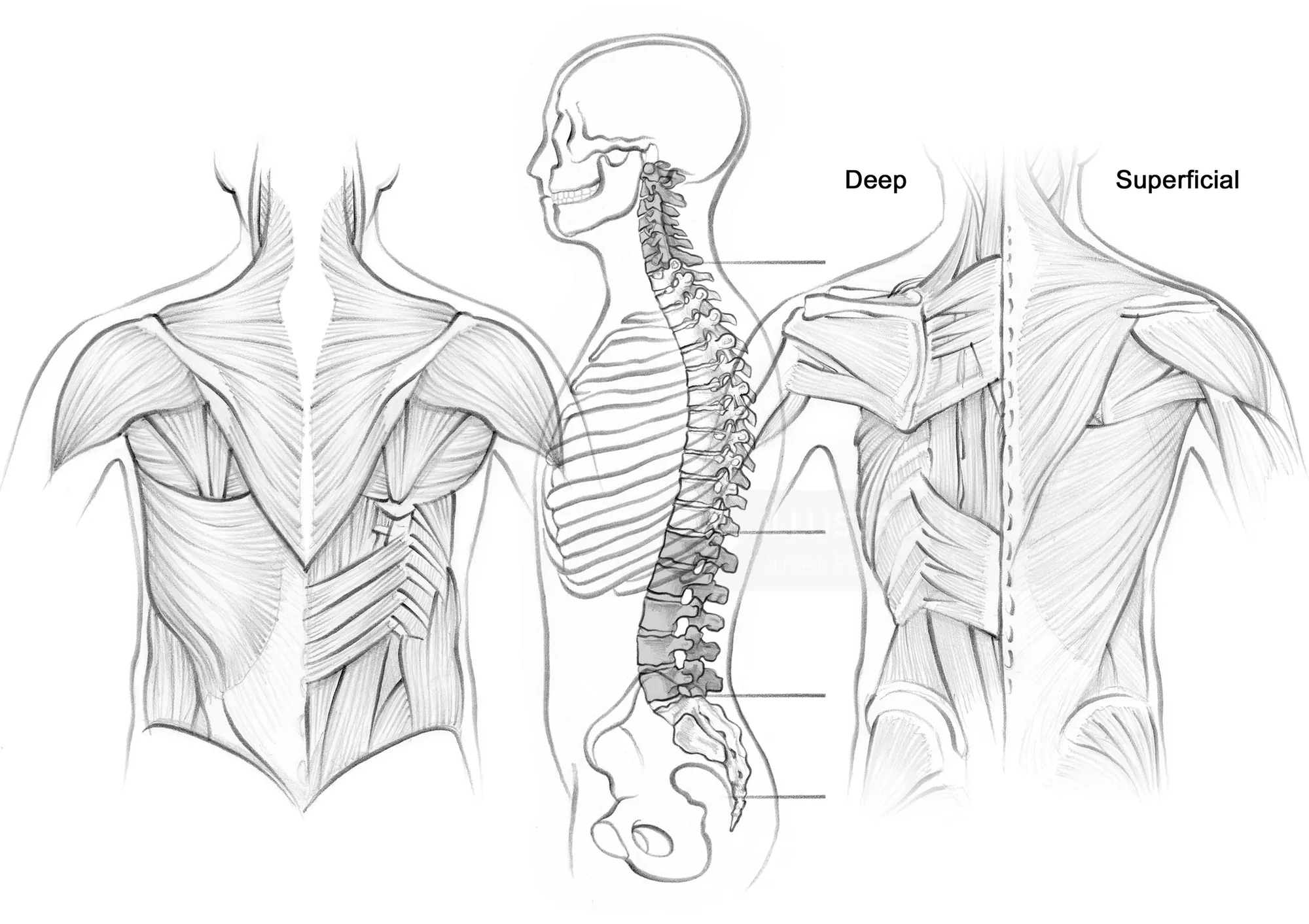Detailed illustration of back muscles and spine labeled deep and superficial by Juliet Percival Medi