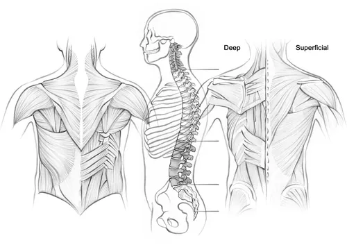 Detailed illustration of back muscles and spine labeled deep and superficial by Juliet Percival Medi