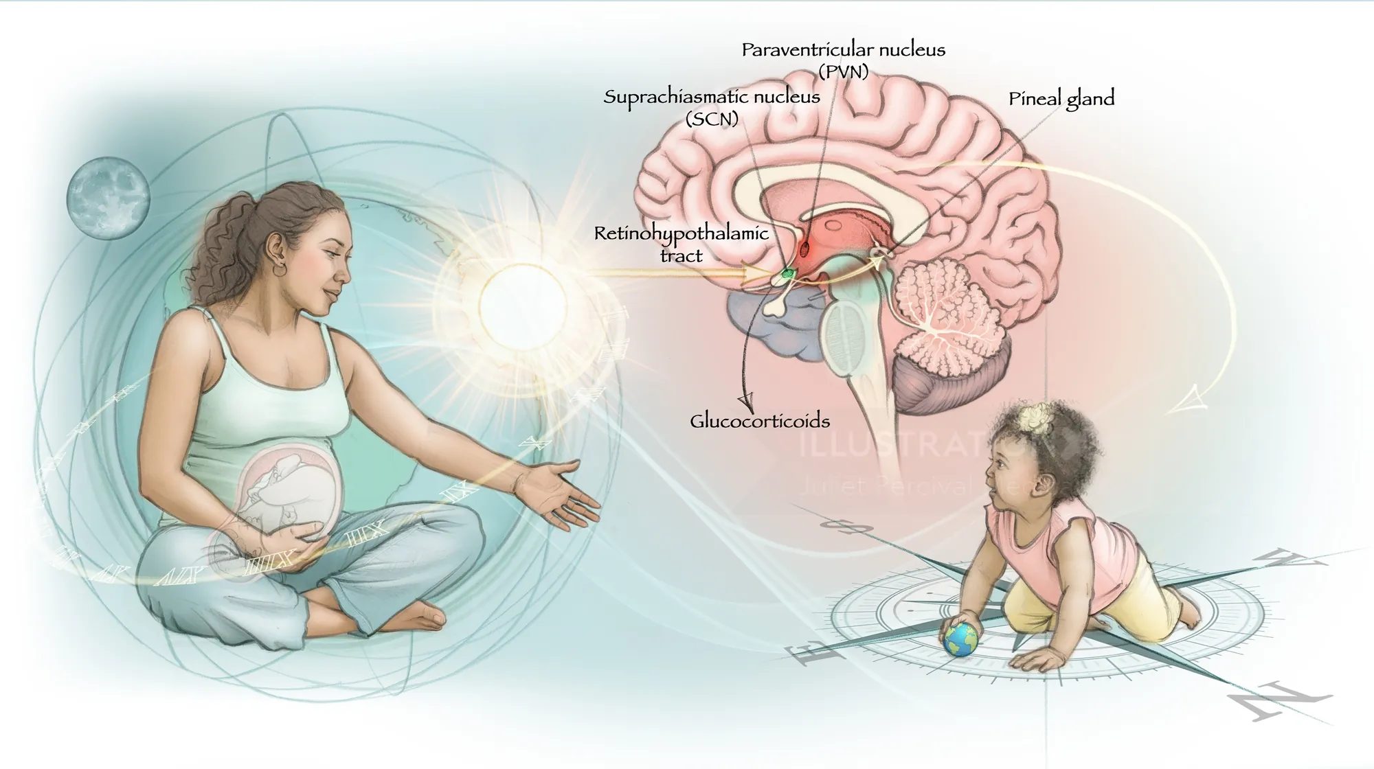 Illustration of pregnant woman and infant with labeled brain regions by Juliet Percival Medical