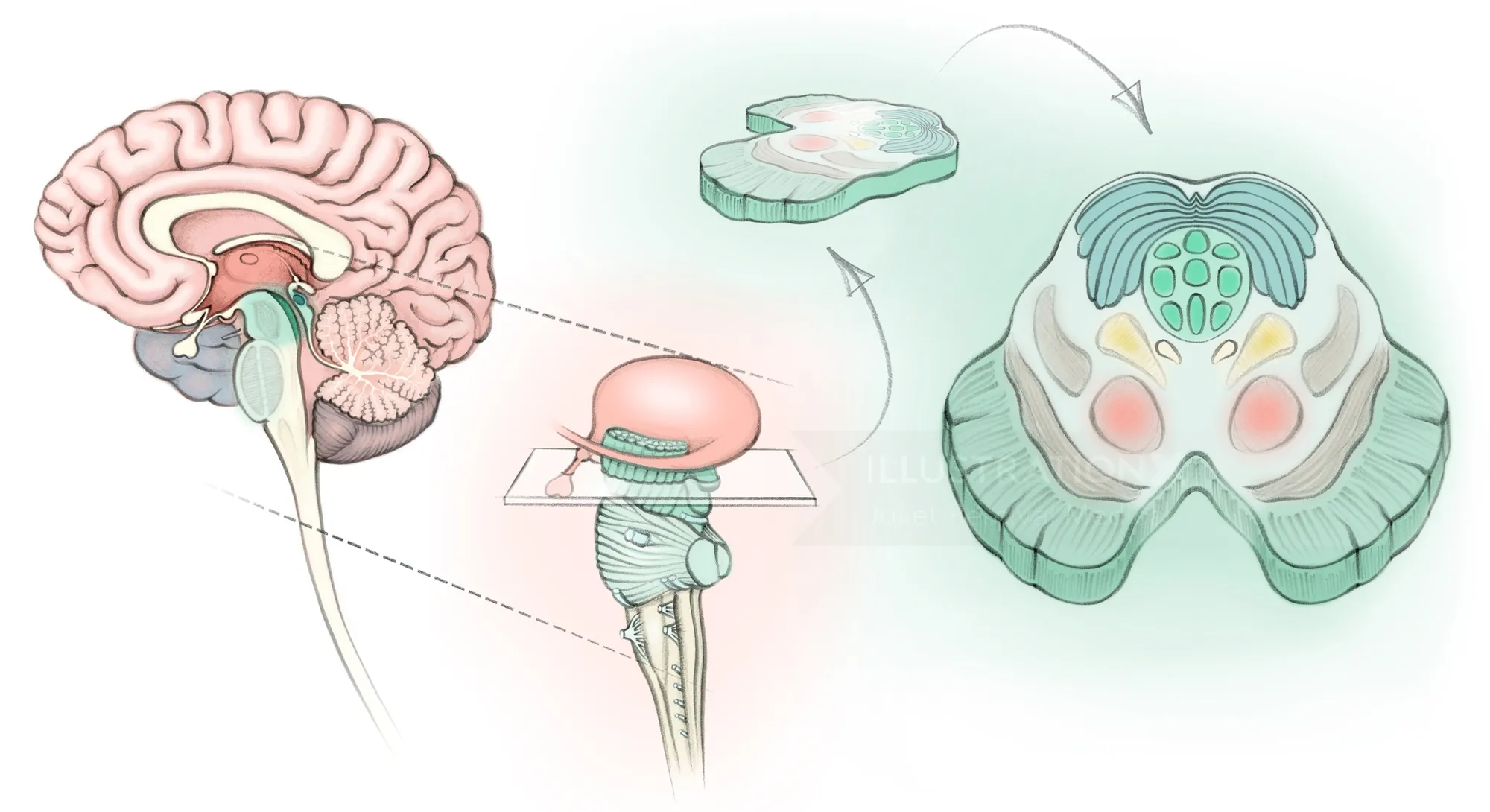 Detailed brainstem illustration highlighting Superior Colliculus by Juliet Percival Medical