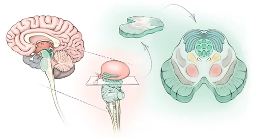 Detailed brainstem illustration highlighting Superior Colliculus by Juliet Percival Medical