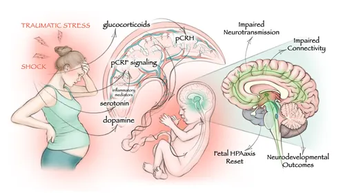 Illustration showing brain effects of maternal stress on fetus by Juliet Percival Medical