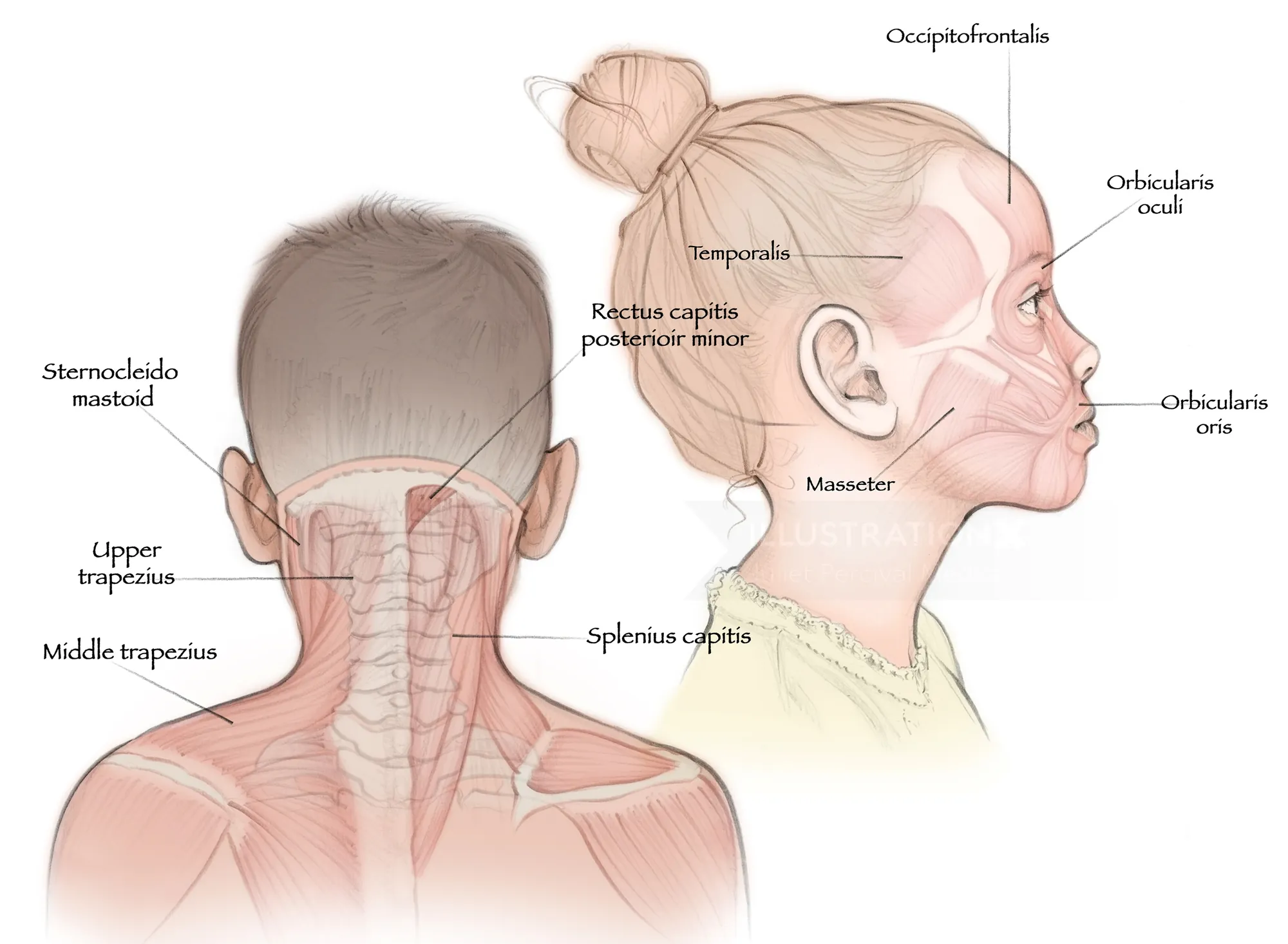 Anatomical illustration of head and neck muscles labeled by Juliet Percival Medical