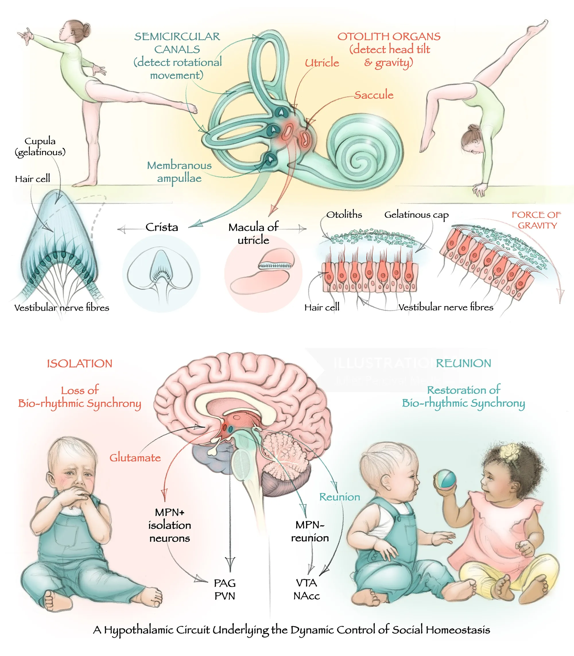 Illustration of vestibular system anatomy linked to social homeostasis by Juliet Percival Medical