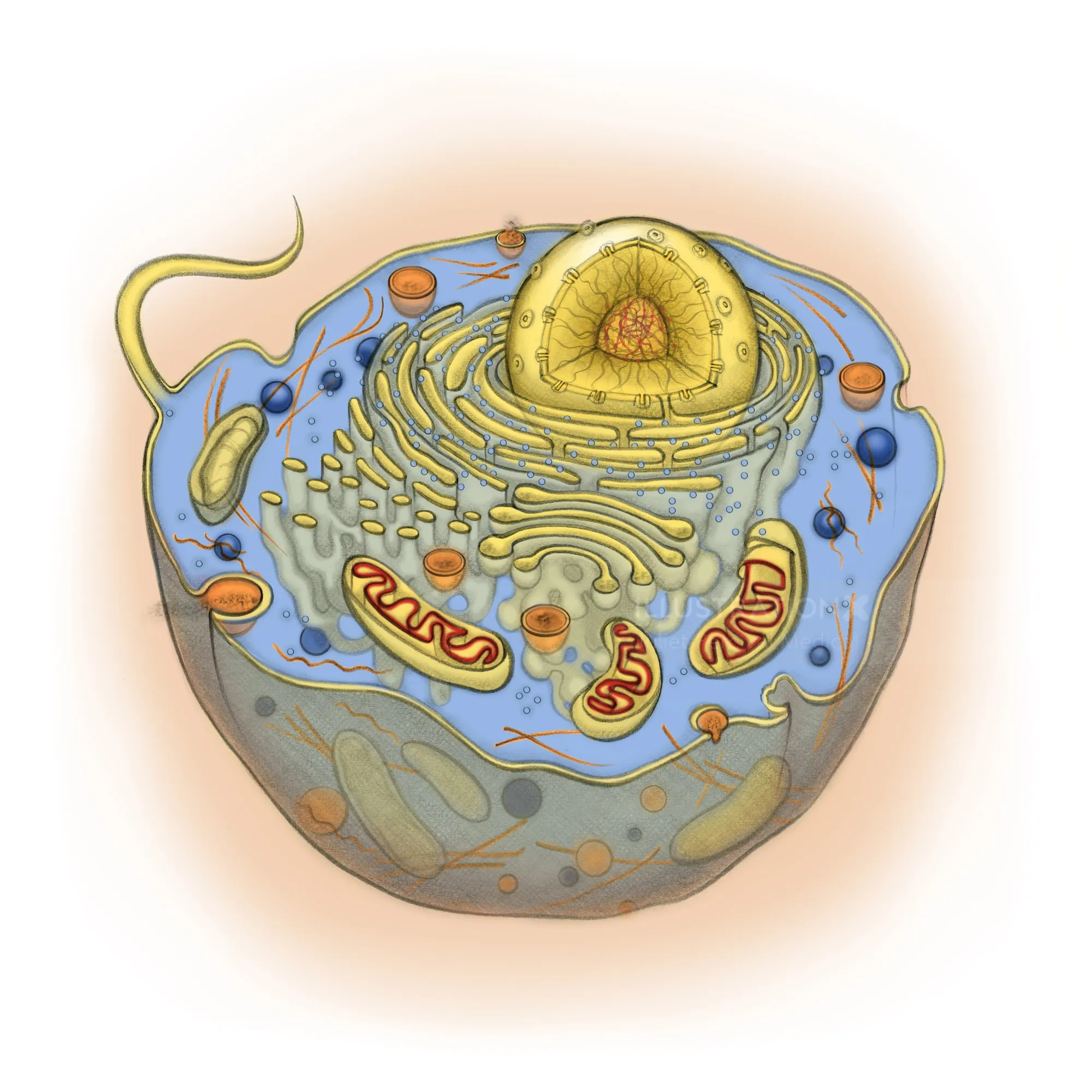 Illustration of a human cell with organelles by Juliet Percival Medical