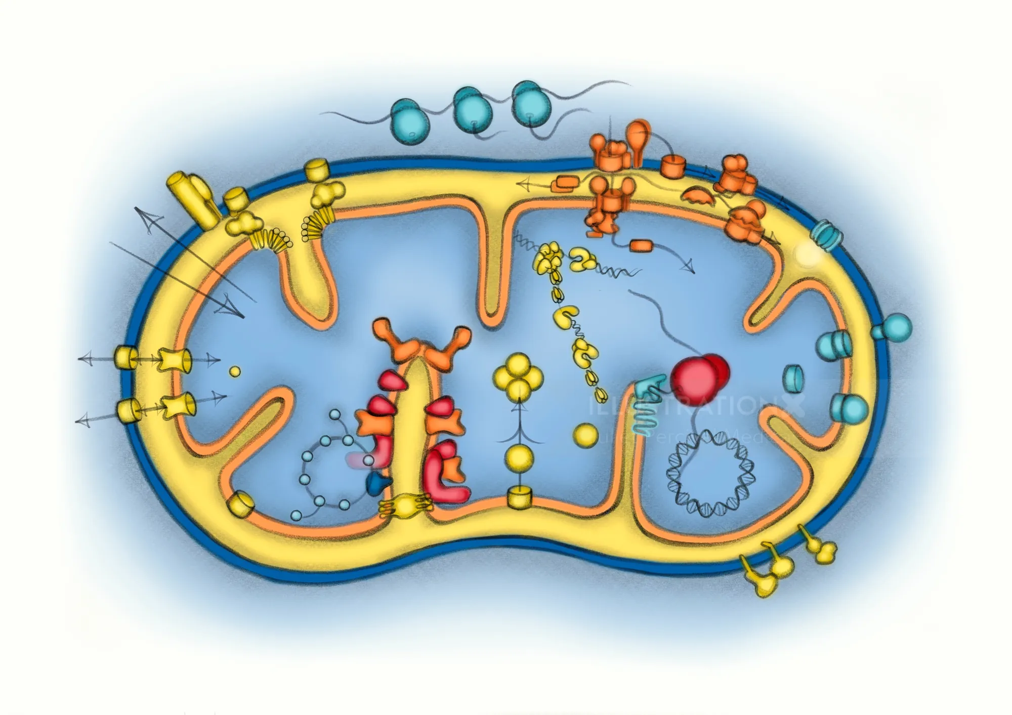 Detailed illustration of mitochondrion structure with proteins by Juliet Percival