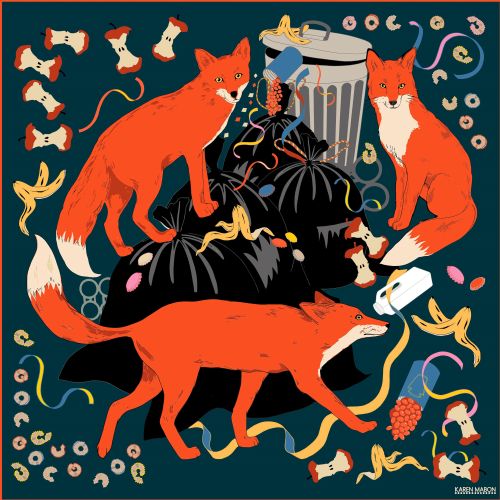 Three red foxes around trash bags and scattered food waste by Karen Mabon