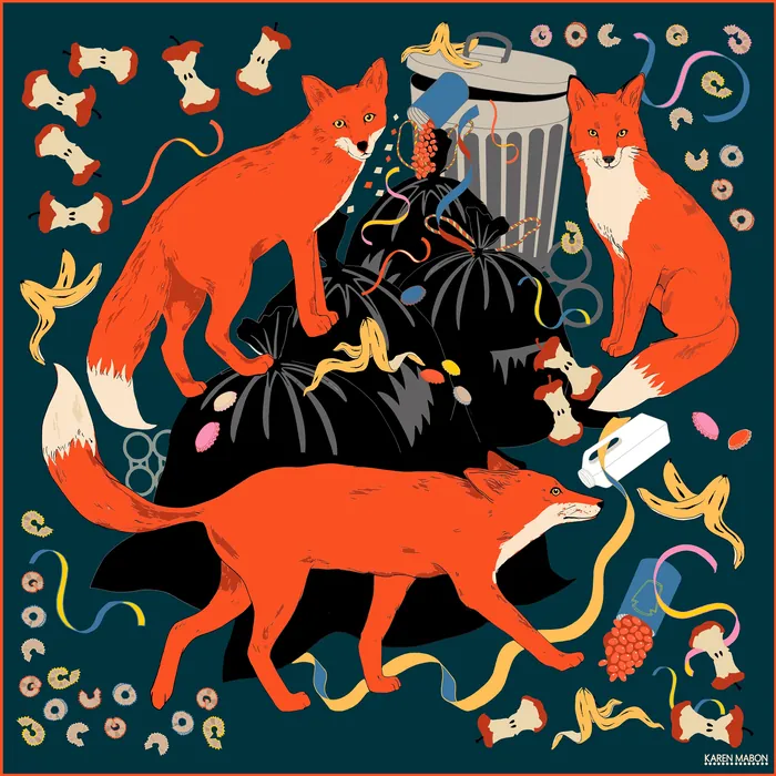 Three red foxes around trash bags and scattered food waste by Karen Mabon