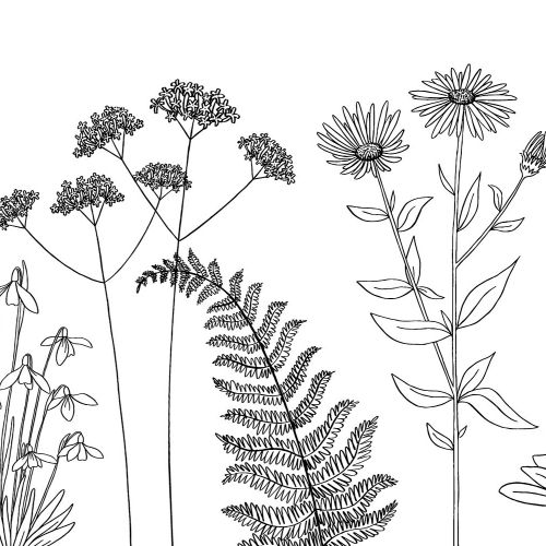 Black and white botanical line drawing of ferns and wildflowers by Kate Snell