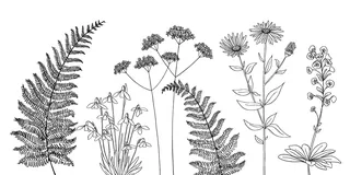 Black and white botanical line drawing of ferns and wildflowers by Kate Snell