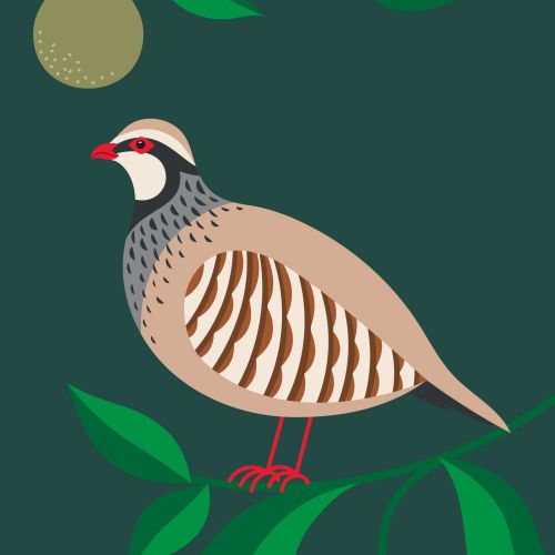 Chukar Partridge perched on branch with green leaves and fruit by Kate Snell