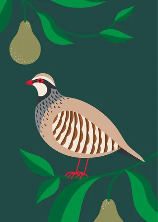 Chukar Partridge perched on branch with green leaves and fruit by Kate Snell