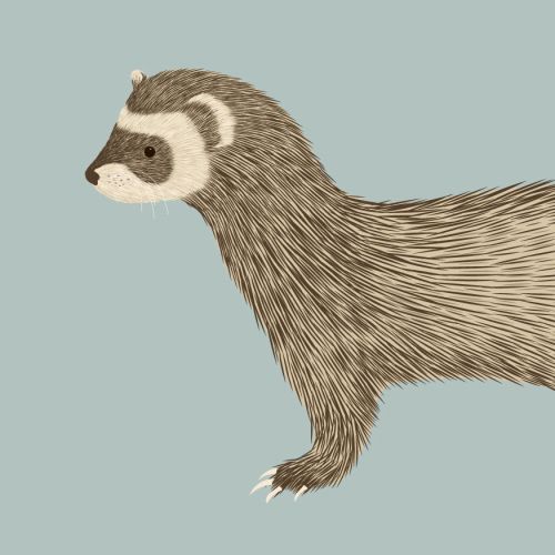 Brown ferret illustration by Kate Snell on a light blue background